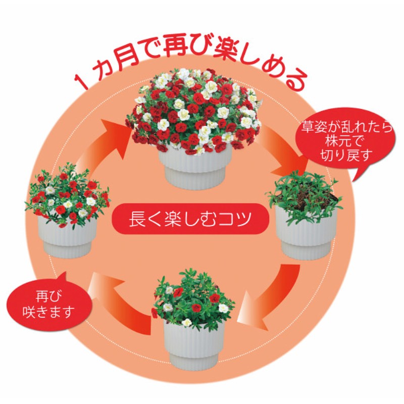 御祝.お返し,引出物,記念品は:【母の日専用】スーパーベル ダブルレッド＆ホワイト商品のお届け期間：5.6(水)～5.10(日)。5月6日以降のご注文は「遅れてごめんね」対応となります。