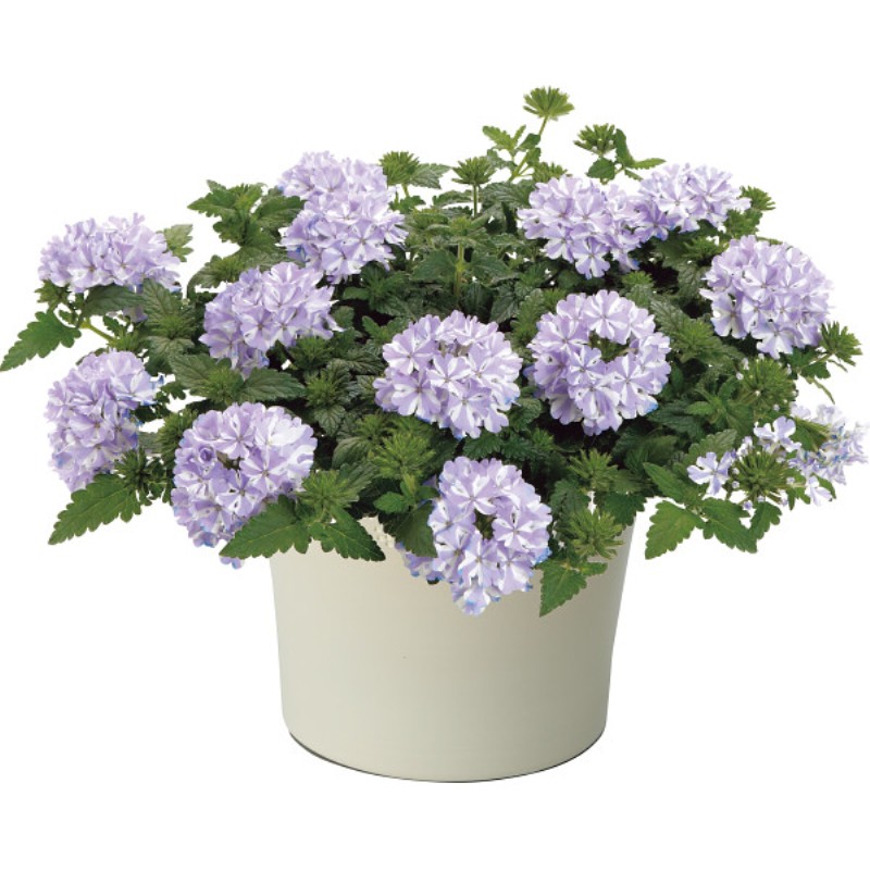 御祝.お返し,引出物,記念品は:【母の日専用】スーパーベナ鉢植え　アイストゥインクル商品のお届け期間：5.6(水)～5.10(日)。5月6日以降のご注文は「遅れてごめんね」対応となります。