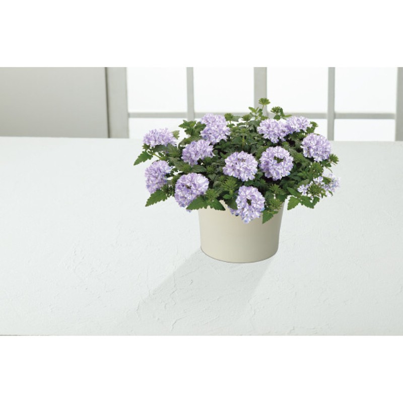 御祝.お返し,引出物,記念品は:【母の日専用】スーパーベナ鉢植え　アイストゥインクル商品のお届け期間：5.6(水)～5.10(日)。5月6日以降のご注文は「遅れてごめんね」対応となります。