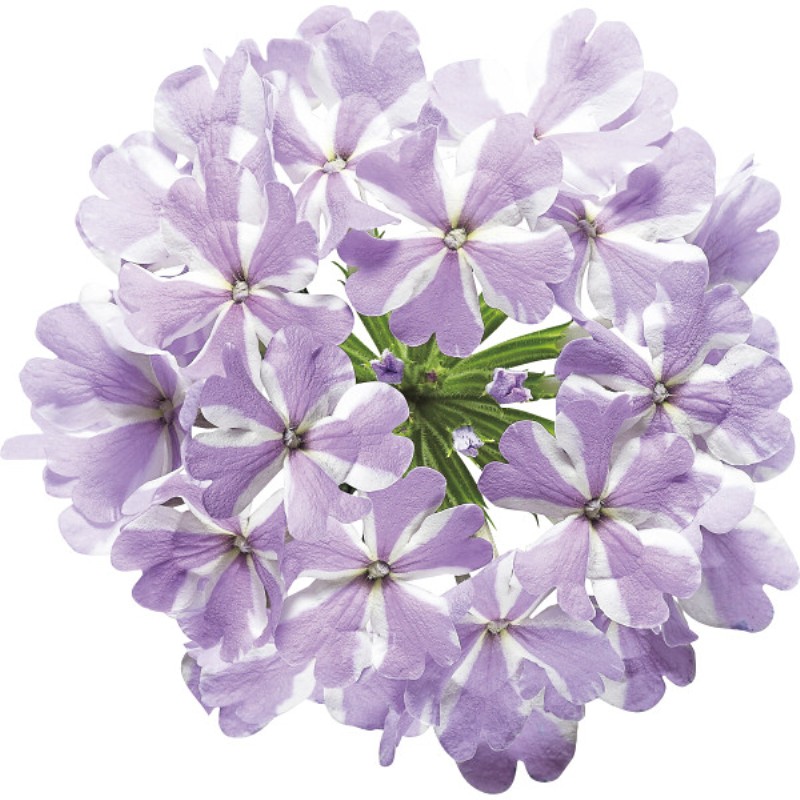 御祝.お返し,引出物,記念品は:【母の日専用】スーパーベナ鉢植え　アイストゥインクル商品のお届け期間：5.6(水)～5.10(日)。5月6日以降のご注文は「遅れてごめんね」対応となります。