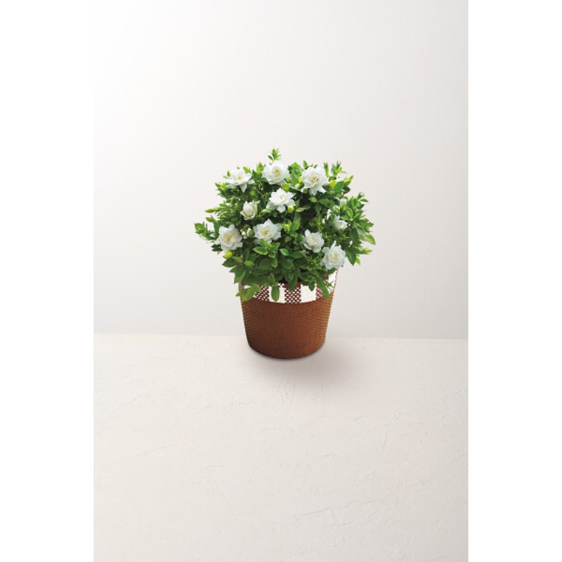 御祝.お返し,引出物,記念品は:【母の日専用】ガーデニア鉢植え商品のお届け期間：5.6(水)～5.10(日)。5月6日以降のご注文は「遅れてごめんね」対応となります。