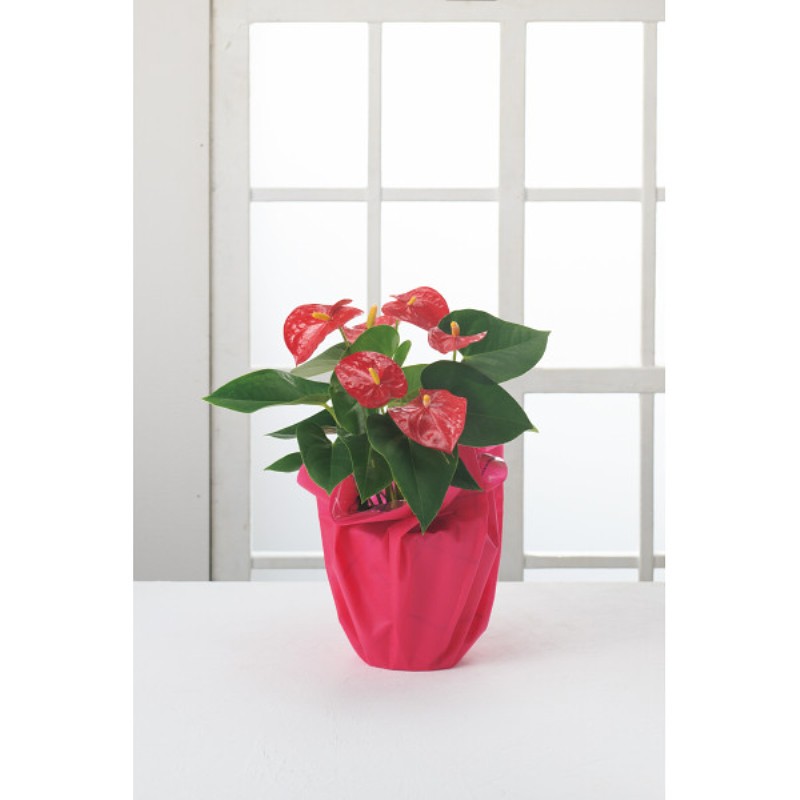 御祝.お返し,引出物,記念品は:【母の日専用】アンスリウム鉢植え商品のお届け期間：5.6(水)～5.10(日)。5月6日以降のご注文は「遅れてごめんね」対応となります。