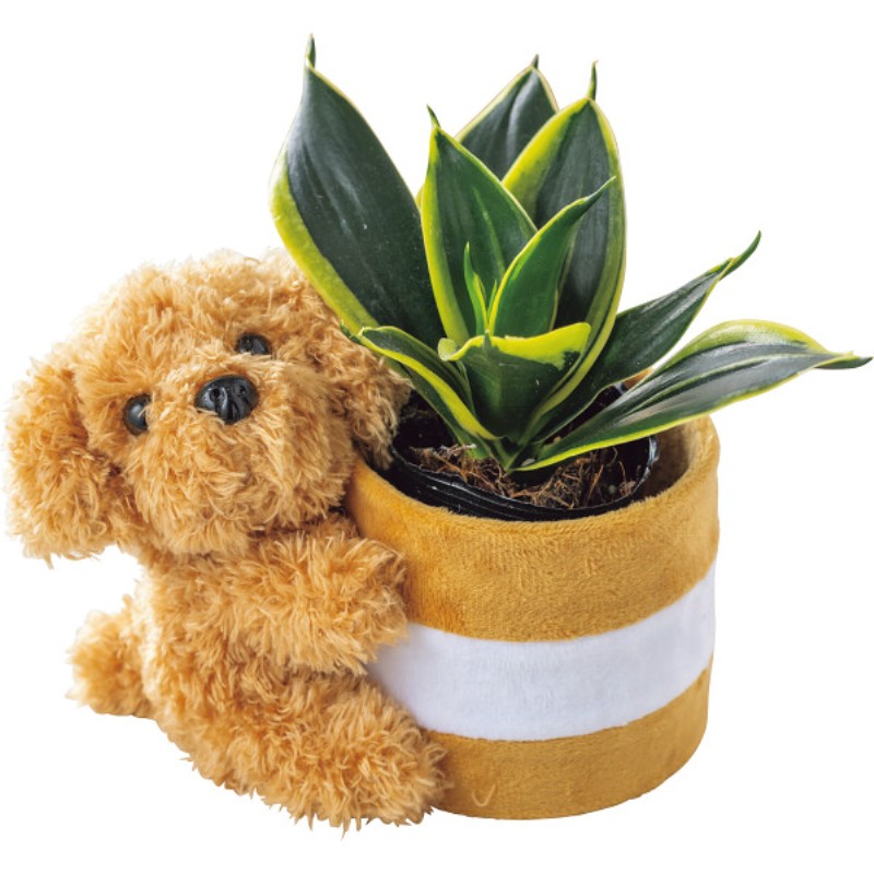 御祝.お返し,引出物,記念品は:【母の日専用】プードルポットサンスベリア　ハニーイエロー商品のお届け期間：5.6(水)～5.10(日)。5月6日以降のご注文は「遅れてごめんね」対応となります。