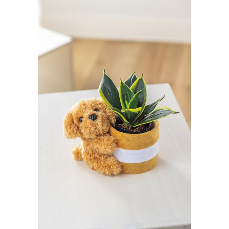 御祝.お返し,引出物,記念品は:【母の日専用】プードルポットサンスベリア　ハニーイエロー商品のお届け期間：5.6(水)～5.10(日)。5月6日以降のご注文は「遅れてごめんね」対応となります。