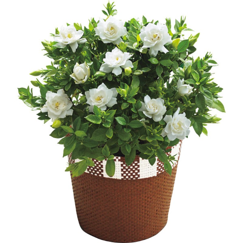 御祝.お返し,引出物,記念品は:【母の日専用】ガーデニア鉢植え商品のお届け期間：5.6(水)～5.10(日)。5月6日以降のご注文は「遅れてごめんね」対応となります。