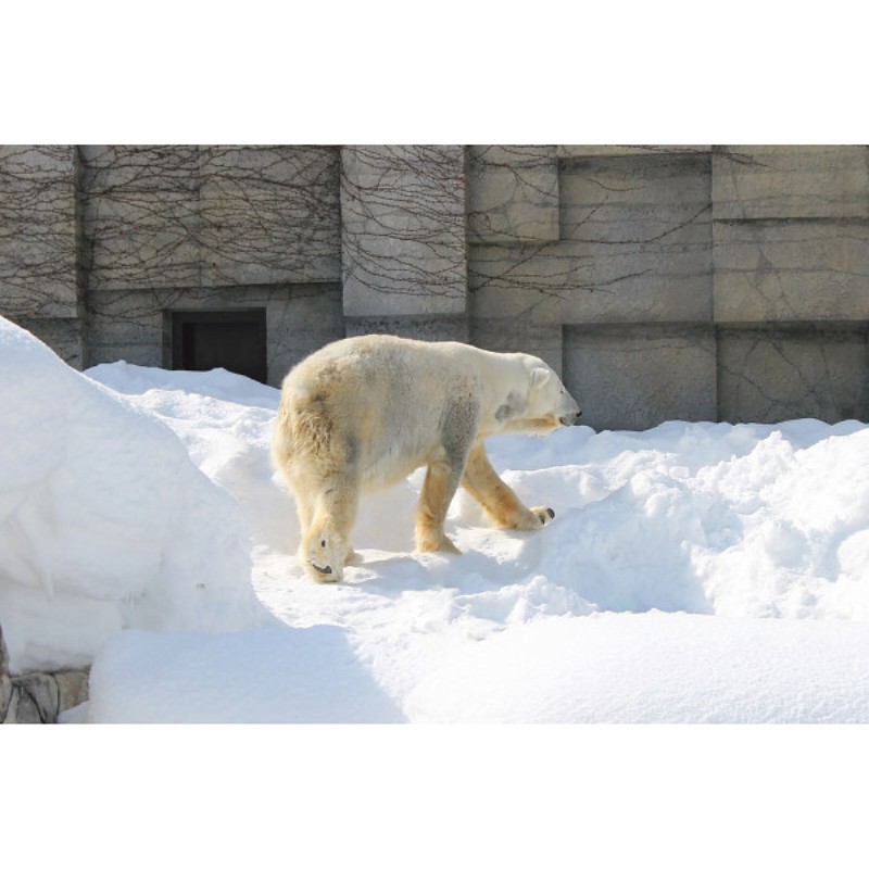 2026年お中元特別企画 シロクマスイート　北海道大玉赤肉メロン（２玉）