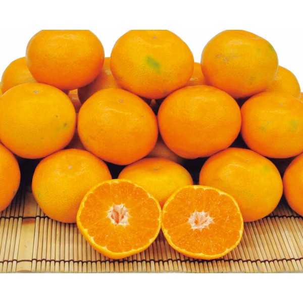 愛媛県産　日の丸みかん（２ｋｇ）